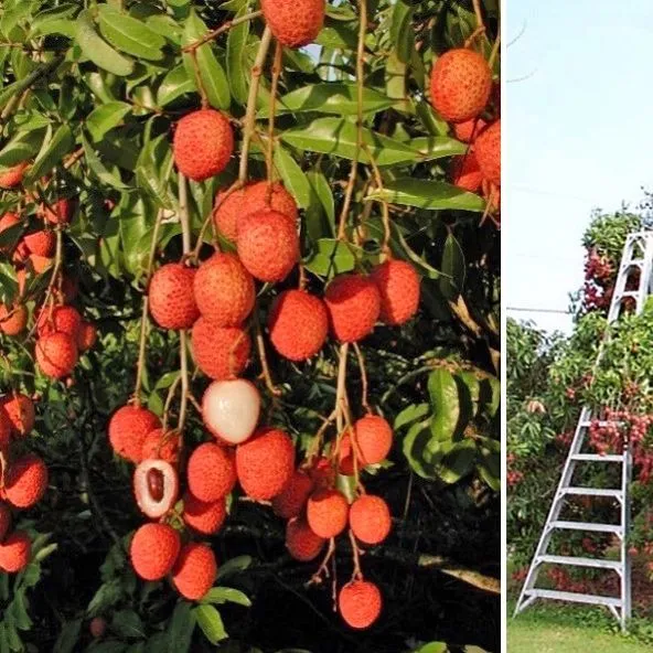 thumbnail for publication: Cost and Profitability Estimates for Producing Lychee (Litchi chinensis) in South and Central Florida